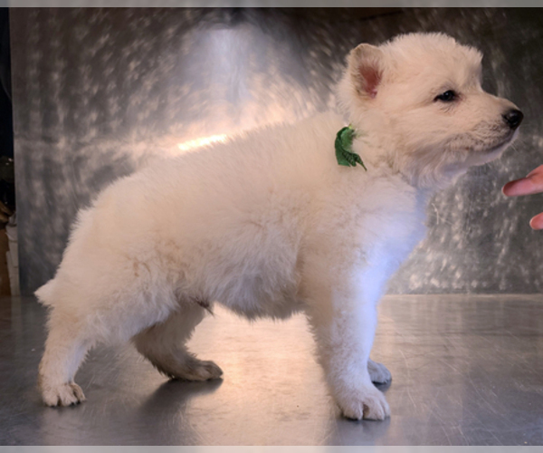 Medium Photo #51 German Shepherd Dog Puppy For Sale in WASHINGTON, NJ, USA