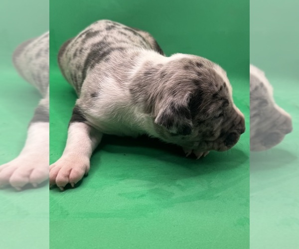 Medium Photo #2 American Pit Bull Terrier Puppy For Sale in EAST HAZEL CREST, IL, USA
