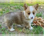 Small Photo #2 Pembroke Welsh Corgi Puppy For Sale in CLARK, MO, USA