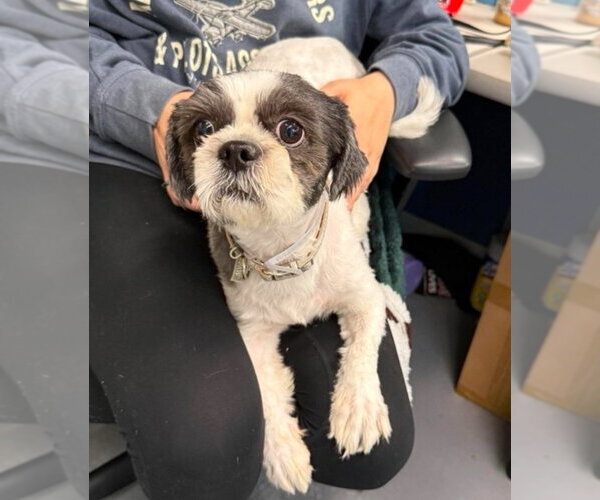 Medium Photo #2 Shih Tzu-Unknown Mix Puppy For Sale in Lakewood, CO, USA