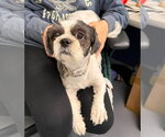 Small #1 Shih Tzu Mix