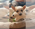 Small Photo #14 Jack Chi Puppy For Sale in San Francisco, CA, USA