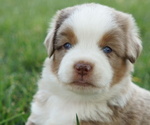 Puppy Puppy 1 Australian Shepherd