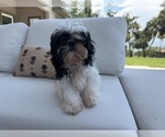 Small #1 Shih Tzu