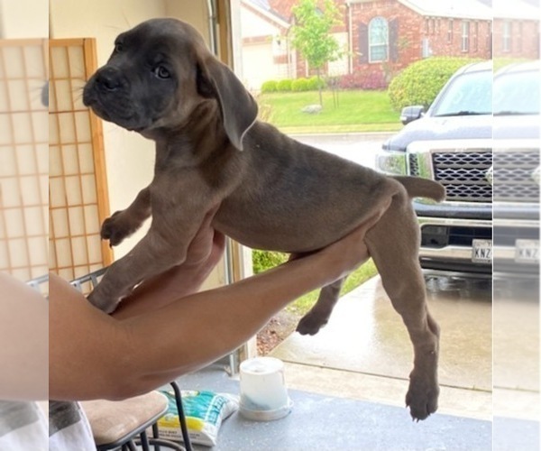 Medium Photo #1 Cane Corso Puppy For Sale in HUTTO, TX, USA