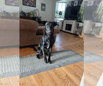 Small Border Collie Mix