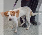 Small #2 English Foxhound Mix