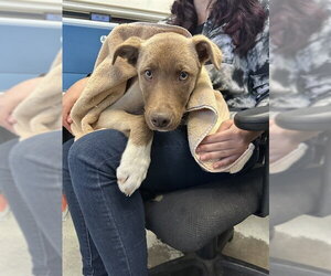 Siberian Husky-Unknown Mix Dogs for adoption in Stockton, CA, USA