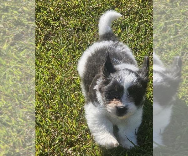 Medium Photo #2 Schweenie Puppy For Sale in BOWLING GREEN, KY, USA