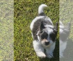 Small #1 Schweenie