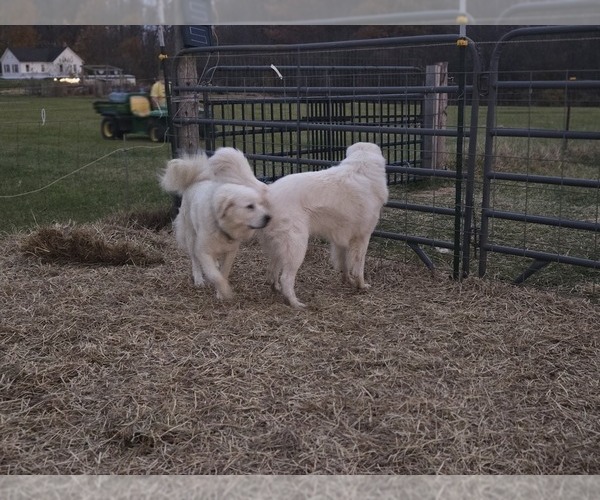 Medium Photo #9 Great Pyrenees Puppy For Sale in BANGOR, PA, USA