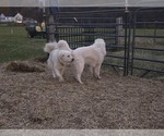Small #8 Great Pyrenees