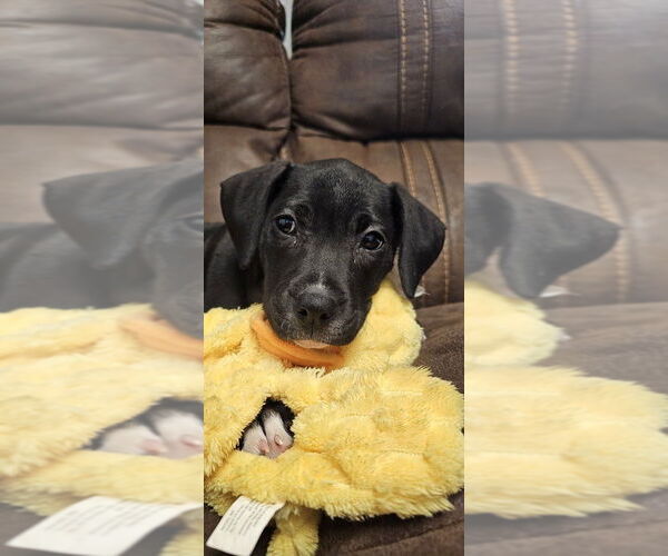Medium Photo #13 Mutt Puppy For Sale in Mooresville, NC, USA