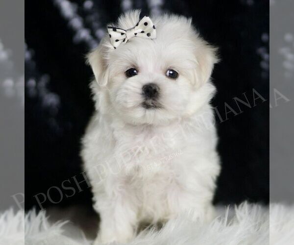 Medium Photo #4 Maltese Puppy For Sale in WARSAW, IN, USA