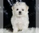Small #3 Maltese