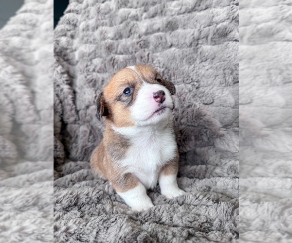 Medium Photo #4 Pembroke Welsh Corgi Puppy For Sale in BAYTOWN, TX, USA