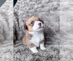 Small #3 Pembroke Welsh Corgi