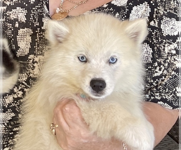Medium Photo #11 Pomsky-Siberian Husky Mix Puppy For Sale in WINDERMERE, FL, USA
