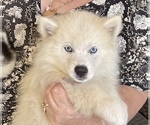 Small Photo #11 Pomsky-Siberian Husky Mix Puppy For Sale in WINDERMERE, FL, USA