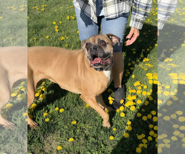 Medium Photo #2 Boxer Puppy For Sale in Woodbury, MN, USA