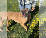 Small #1 Boxer