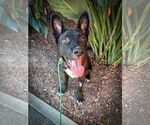 Small #1 Labrador Retriever Mix