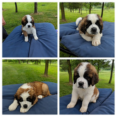 Saint Bernard Puppy for sale in COVINGTON, OH, USA