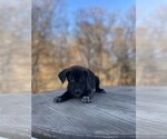 Small #10 Labrador Retriever Mix