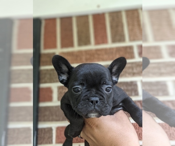 Medium Photo #8 French Bulldog Puppy For Sale in SPENCER, TN, USA