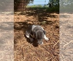 Small Photo #8 Rat Terrier Puppy For Sale in HARRISONBURG, VA, USA
