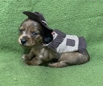 Small Photo #3 Dachshund Puppy For Sale in MECHANICSVILLE, VA, USA