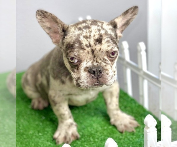 Medium Photo #12 French Bulldog Puppy For Sale in MOBILE, AL, USA