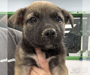 Mutt Dogs for adoption in Washington, DC, USA