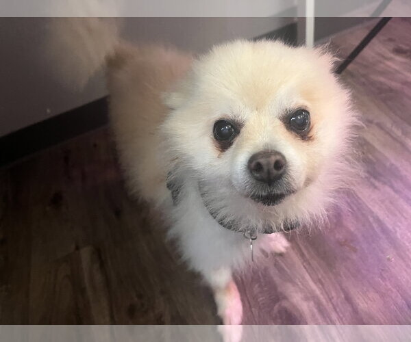 Medium Photo #9 Pomeranian Puppy For Sale in St. Louis Park, MN, USA