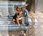 Small #4 Mutt