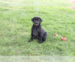 Shawn - Male Labrador Retriever Puppy for Sale - Photo #9