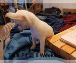 Small #2 Chihuahua