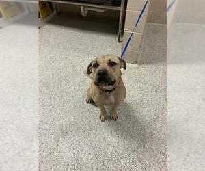 American Pit Bull Terrier-Unknown Mix Dogs for adoption in Conroe, TX, USA
