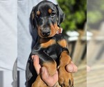 Small #2 Doberman Pinscher