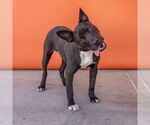 Small #1 American Pit Bull Terrier-Labrador Retriever Mix