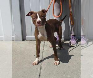 American Pit Bull Terrier Dogs for adoption in Louisville, KY, USA