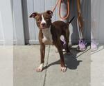 Small American Pit Bull Terrier