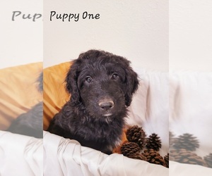 Aussiedoodle-Doodle Mix Puppy for sale in RIGBY, ID, USA