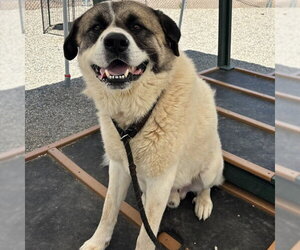 Akita-Great Pyrenees Mix Dogs for adoption in Palmetto, FL, USA
