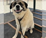 Small Akita-Great Pyrenees Mix