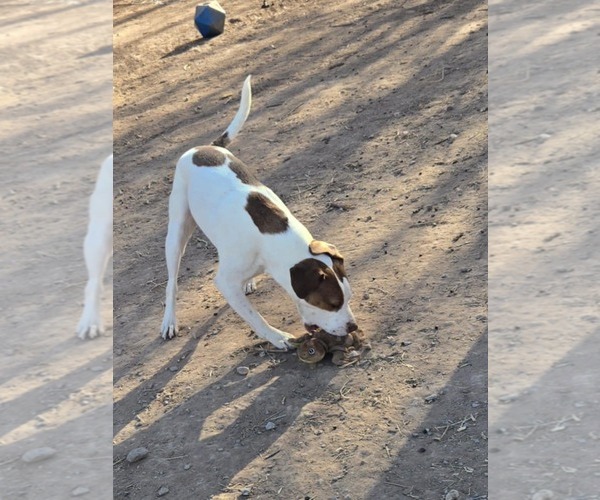 Medium Photo #3 Beagi Puppy For Sale in Peralta, NM, USA