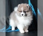 Small #5 Pomeranian