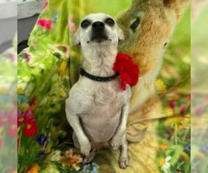 Kathy #bestie-of-Kate - Female Chihuahua-Unknown Mix Dog for Adoption - Photo #4
