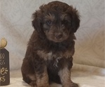 Puppy Ira Aussiedoodle Toy