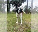 Small Photo #1 Saint Bernard Puppy For Sale in INDIANTOWN, FL, USA